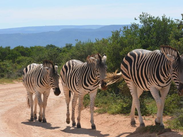 Steden, nijlpaarden, uitgestrekte baaien in Zuid-Afrika