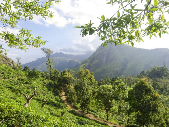 Olifanten, stranden en natuur in Sri Lanka