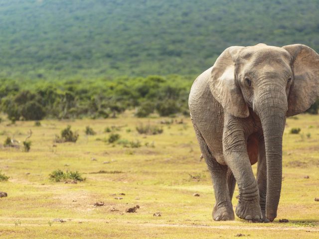 Kaapstad, de Tuinroute en The Big Five in Zuid-Afrika