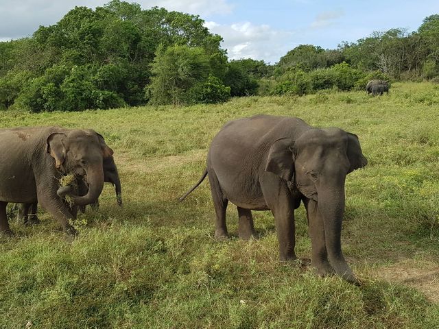 Familiereis langs de onbekende plekjes en parken van Sri Lanka