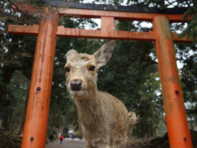 Samoerai, pretparken en de Japanse Alpen