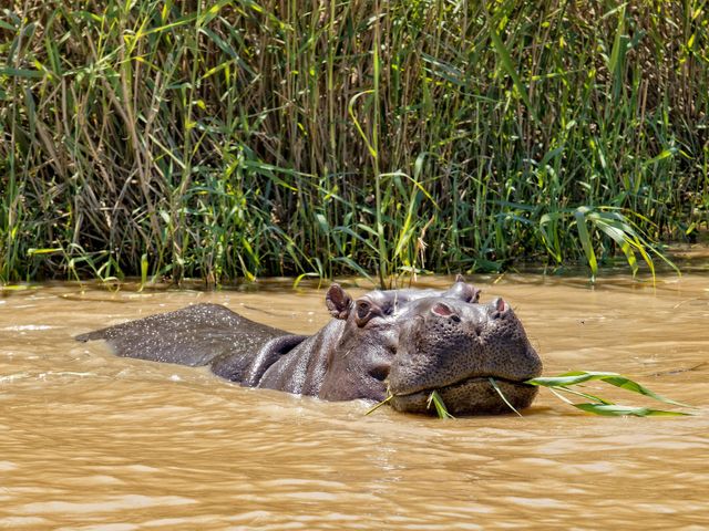 Krugerpark, Panoramaroute en safari's met het gezin