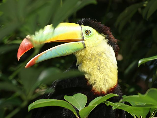 Pura vida Costa Rica