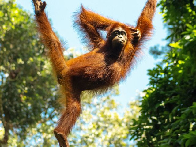 Orang-oetans, zeeschildpadden en regenwoud in Borneo