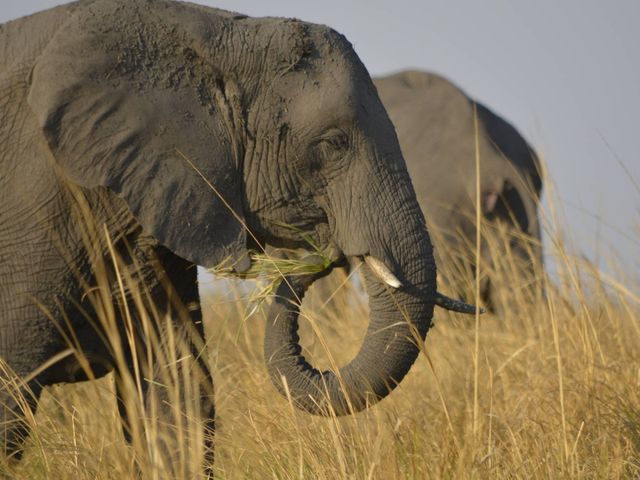 Watervallen, op safari en Okavango Delta in Botswana