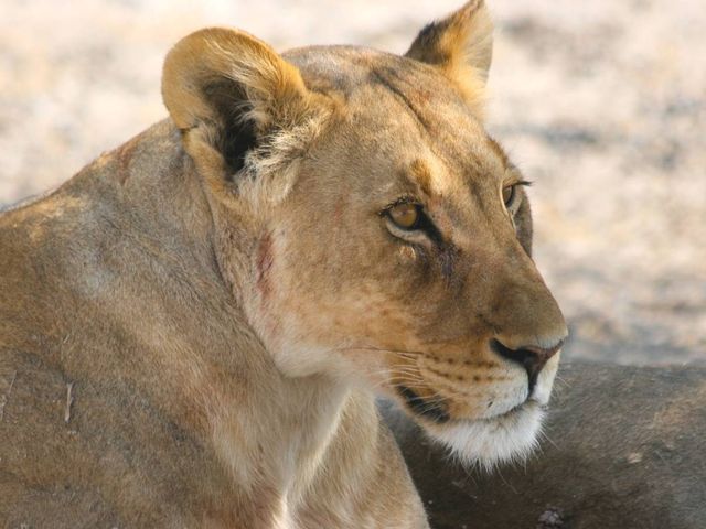 Safari's, zandduinen en maanlandschappen in Namibië