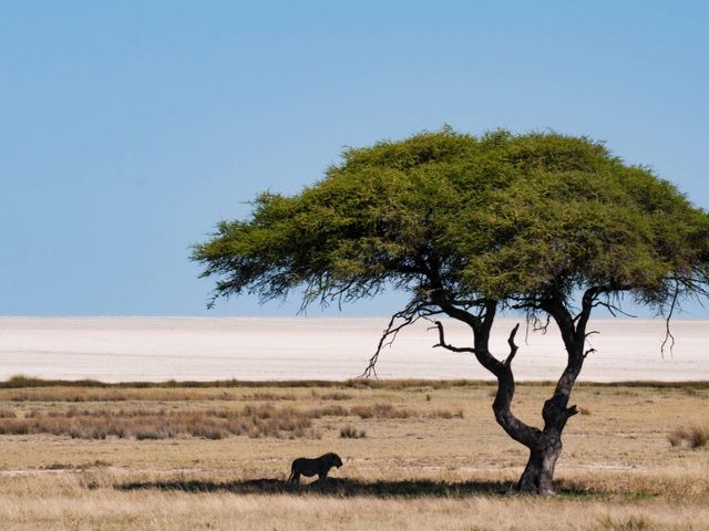 Familiereis beestenboel in Namibië