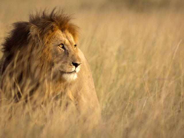 Safarireis met het gezin in prachtig Kenia