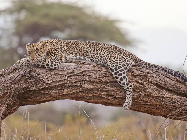 Met kinderen op luxe safari in Kenia, Tanzania en relaxen op Zanzibar