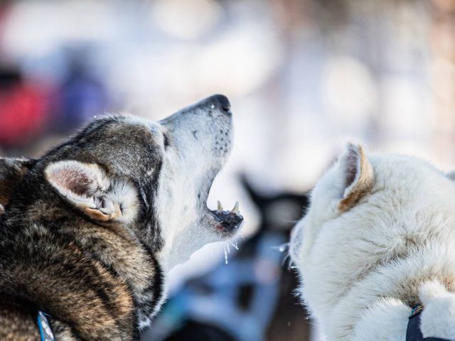 Husky's, Noorderlicht en rendieren in Fins Lapland