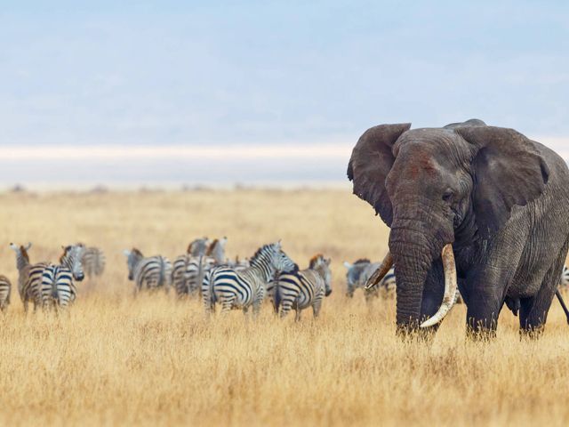 Safari in Tanzania en zwemmen op Zanzibar