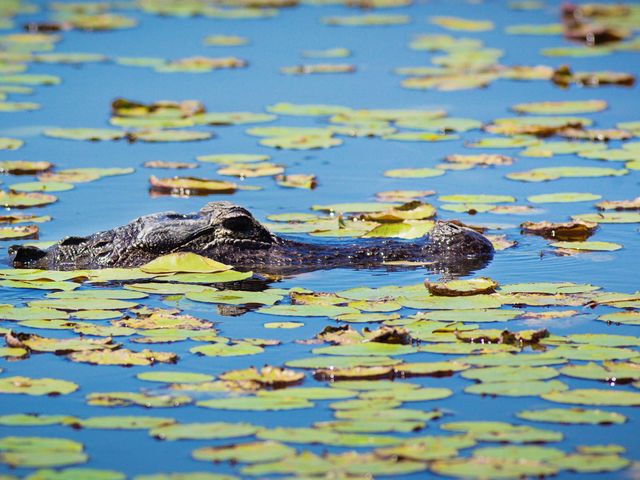 Pretparken, alligators en stranden in Florida met tieners