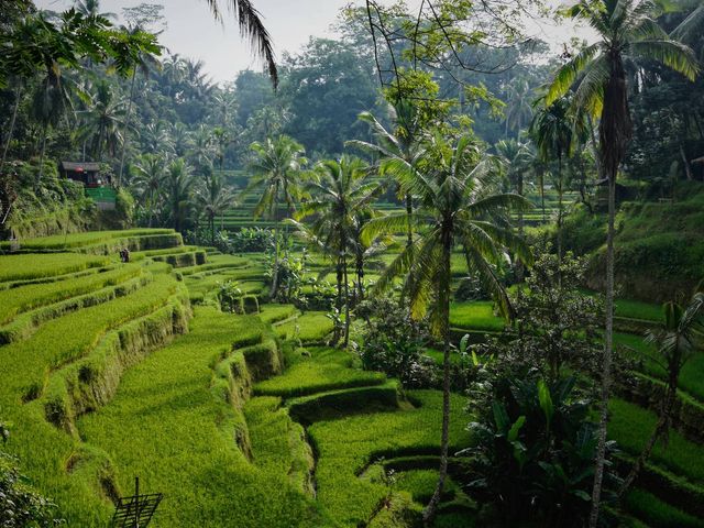 Rijstvelden, surfen, tempels op Bali met tieners