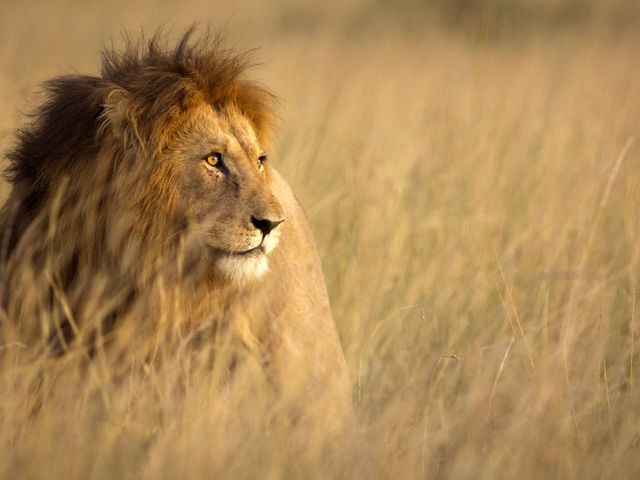 Safarireis met het gezin in prachtig Kenia