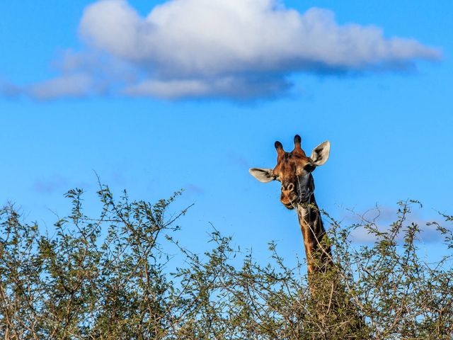 Safari en Panoramaroute in Zuid-Afrika en strand op Mauritius