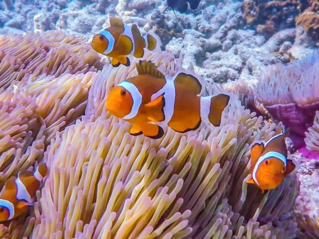 Sumatra en Maleisië – van orang-oetans naar palmenstrand