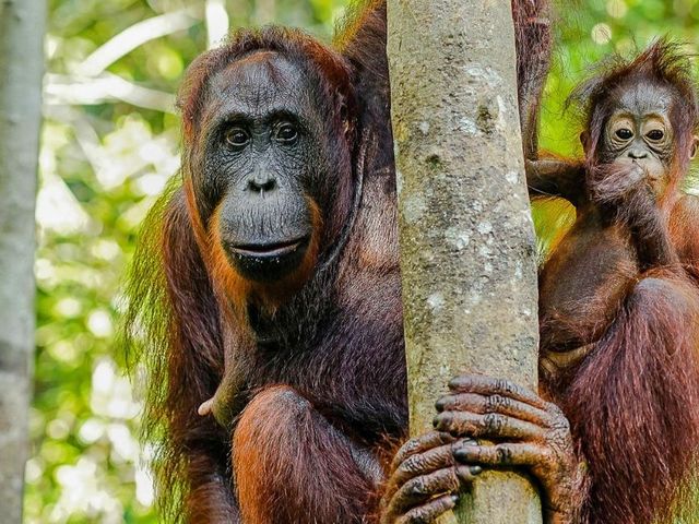 Maleisië & Borneo: Van wolkenkrabber tot orang-oetan jungle