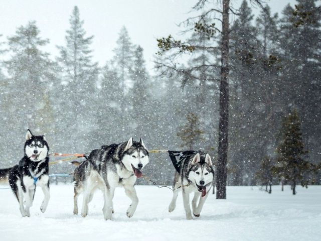 Idre – Huskysafari & rendierwandeling