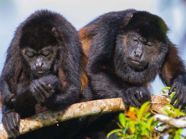 Pura vida Costa Rica