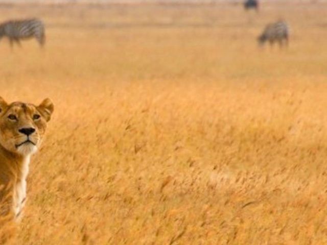 De ultieme Kenia Safari