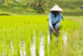 Fotoserie: Zo mooi zijn de rijstvelden op Bali