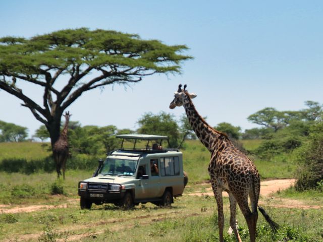 Tanzania privésafari met kinderen | Better Places