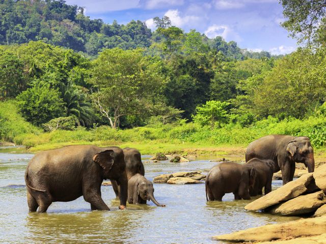Safari, theeplantages en grottempels in Sri Lanka