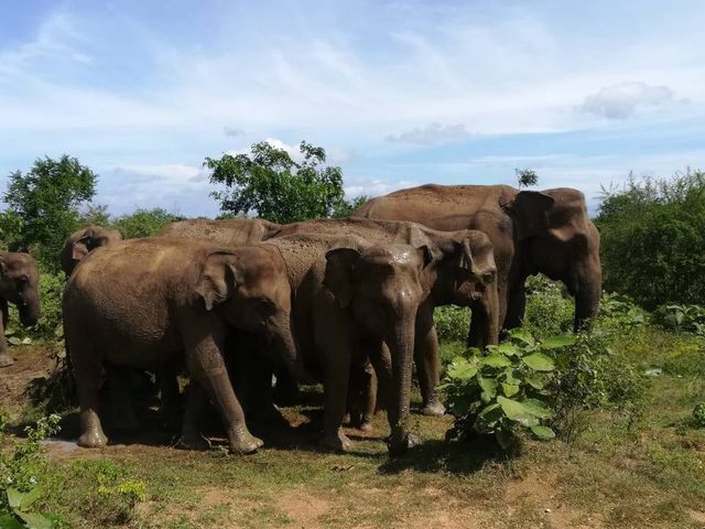 Olifanten, stranden en natuur in Sri Lanka